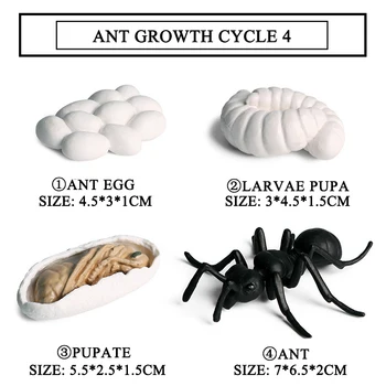 Modeliavimo Vabzdžiai, Gyvūnai Varlė Gaidys Augimo Ciklo Serija, Nustatyti 5 Stiliaus Mini Dydžio Vėžlys Ant Modelio Veiksmų Skaičiai Žaislas Vaikams Dovanų